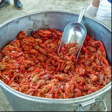 Best of Guide: Crawfish thumb